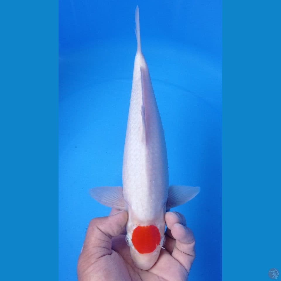 tanco kohaku 33cm