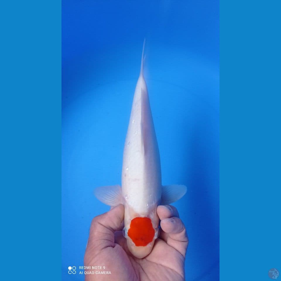 AIGOROMO 30CM