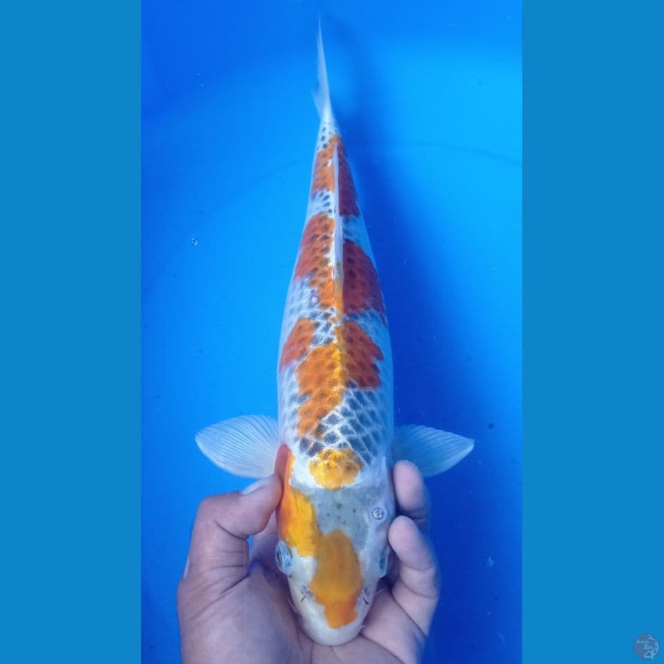 GOSKI KUNING 42CM