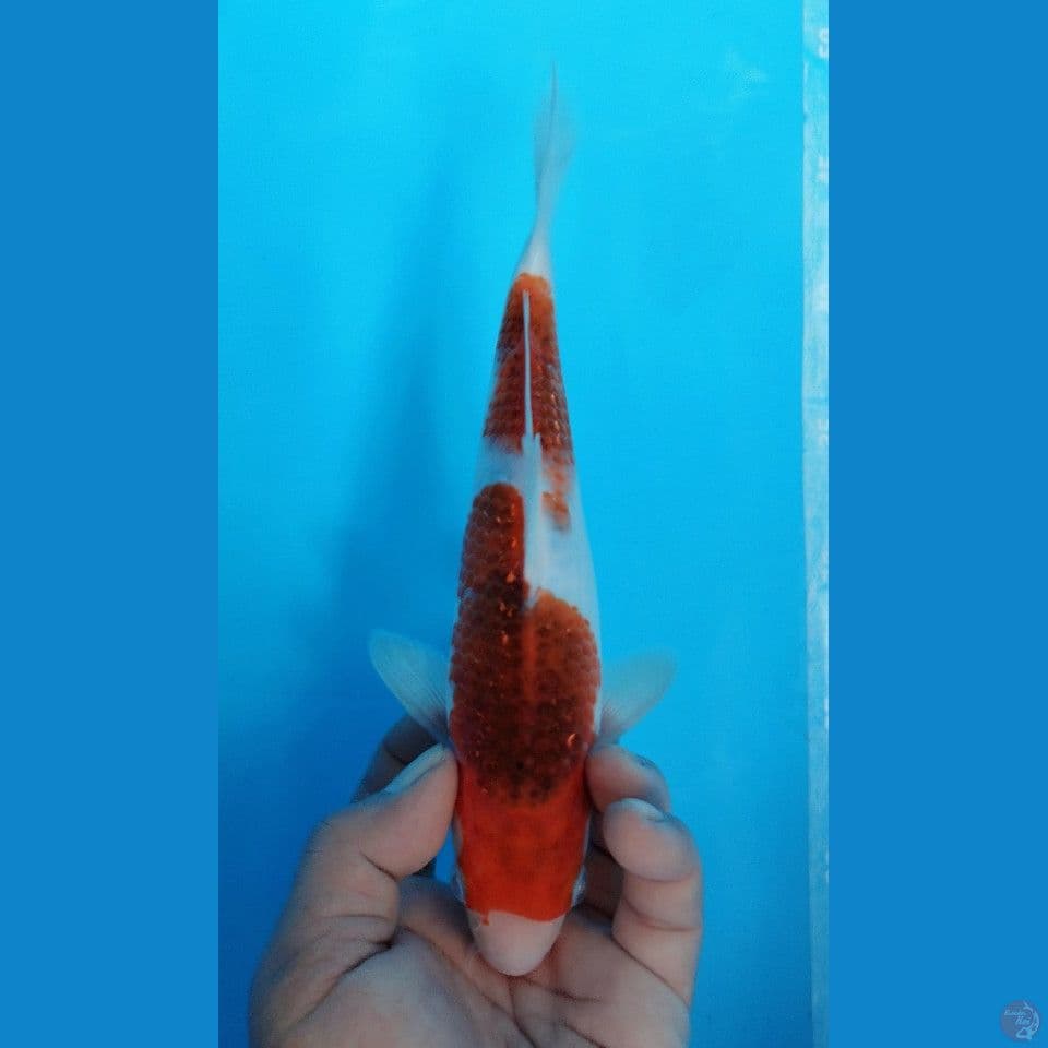 GOROMO 25CM MALE