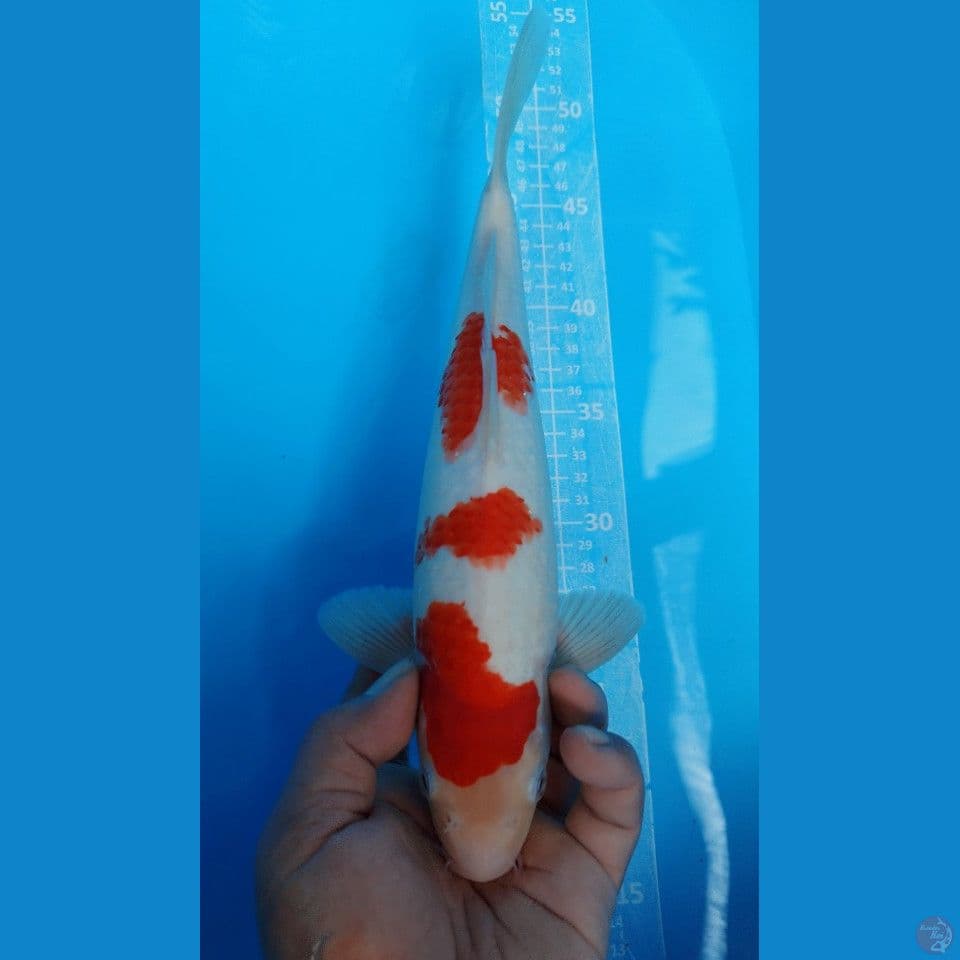 KOHAKU 31CM MALE