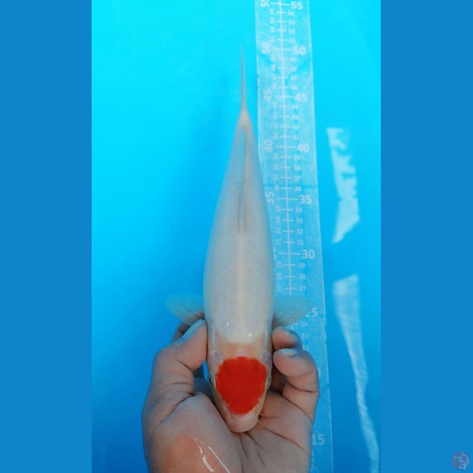 TANCO KOHAKU 29CM MALE