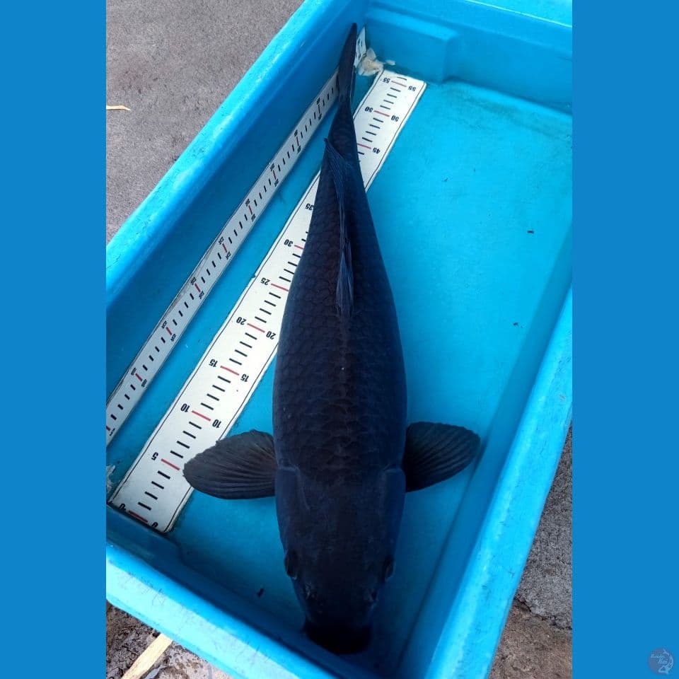Karasugoi -+60cm