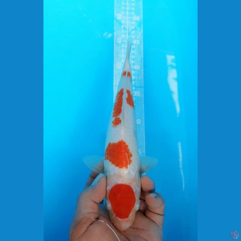MARUTEN KOHAKU 29CM MALE