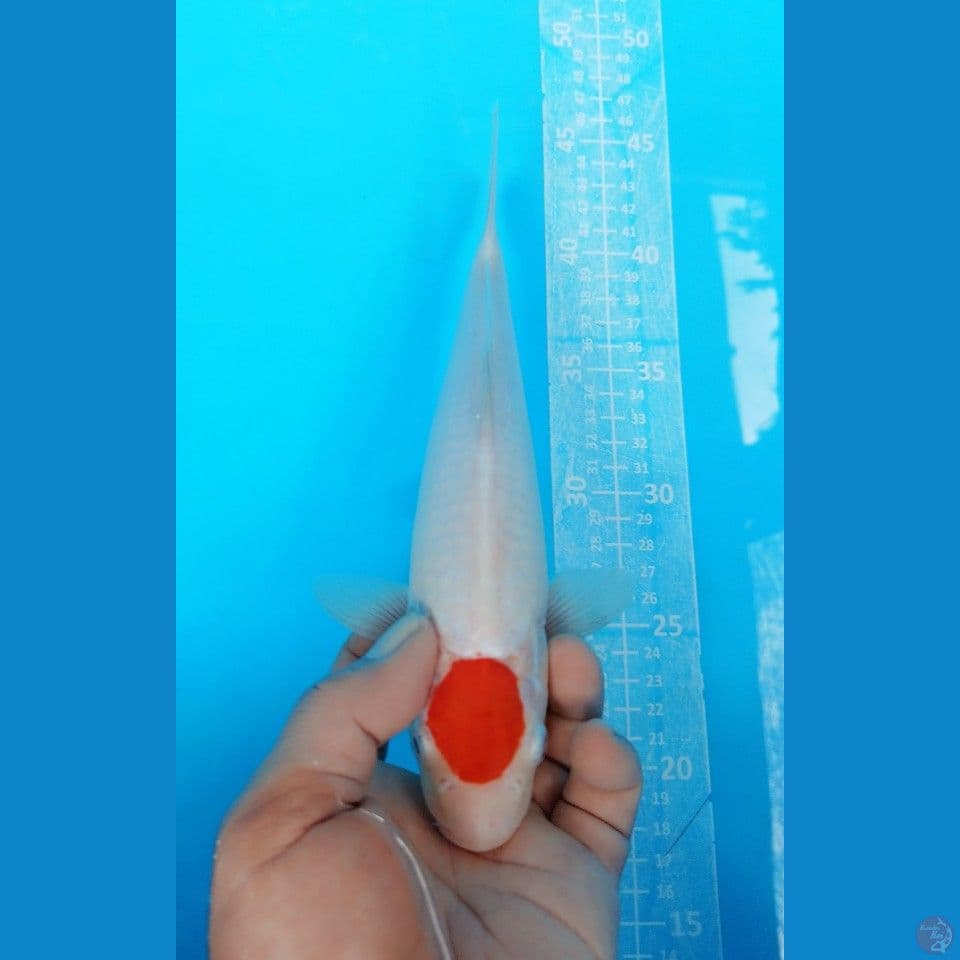 TANCHO KOHAKU 26CM MALE