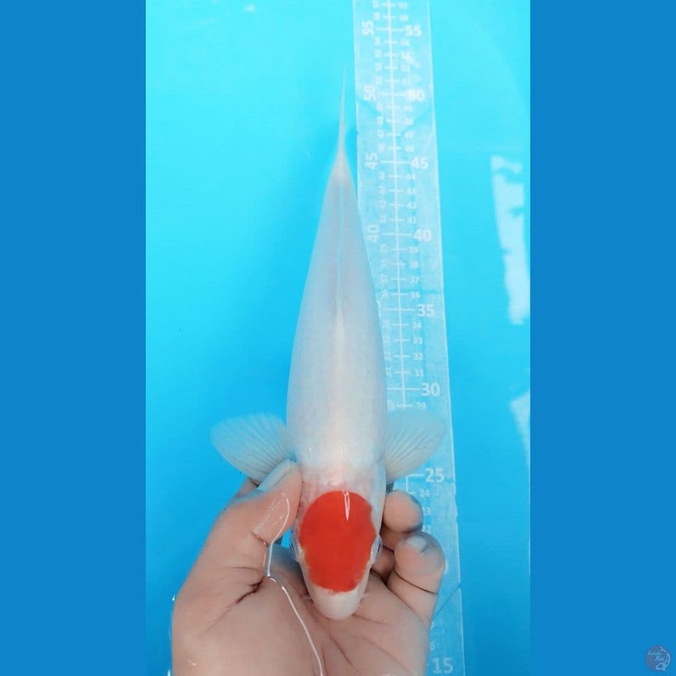 TANCO KOHAKU 32CM