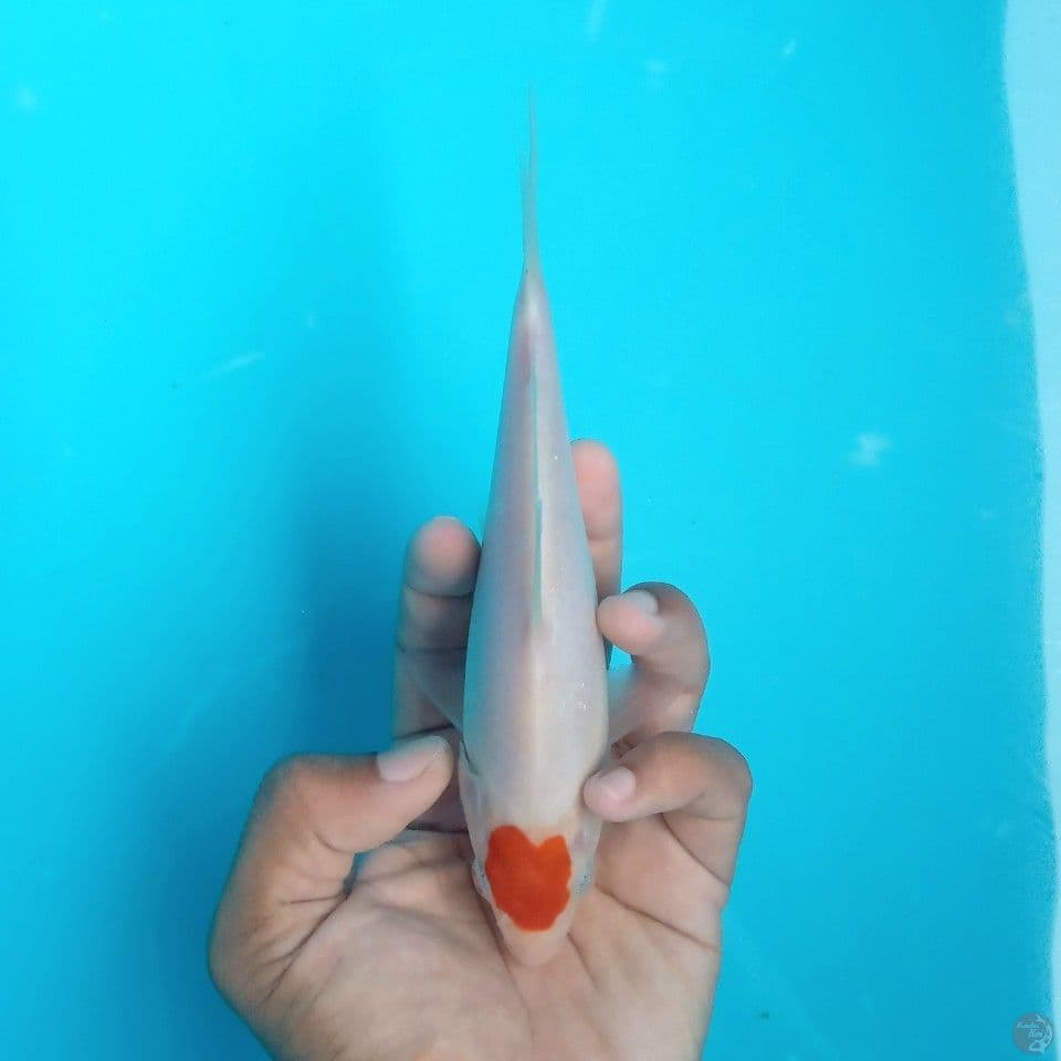 BABY TANCHO ORI 20BU