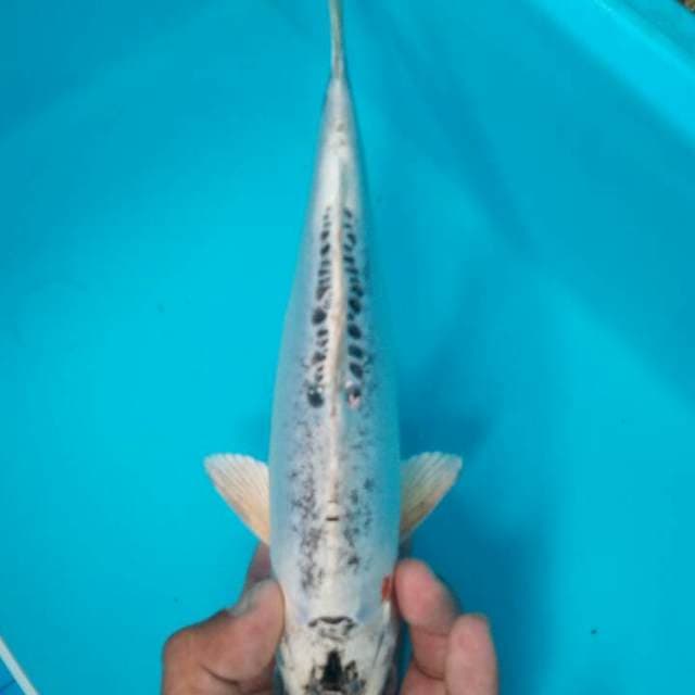 Kawari antik