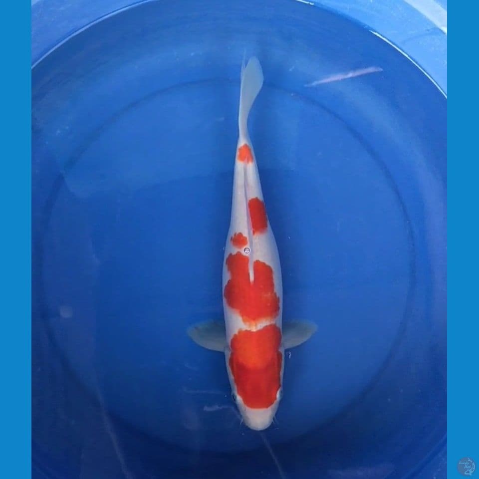 kohaku 33 cm //fm