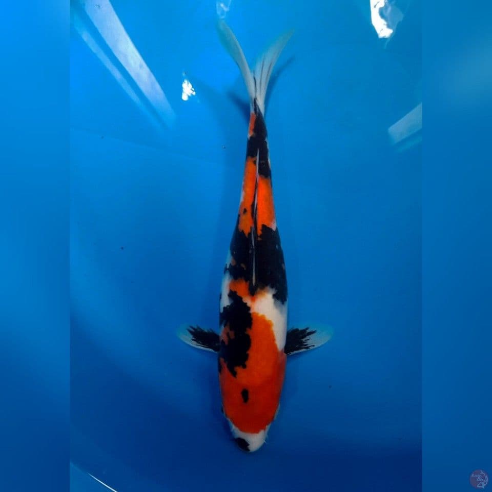 Showa 30cm