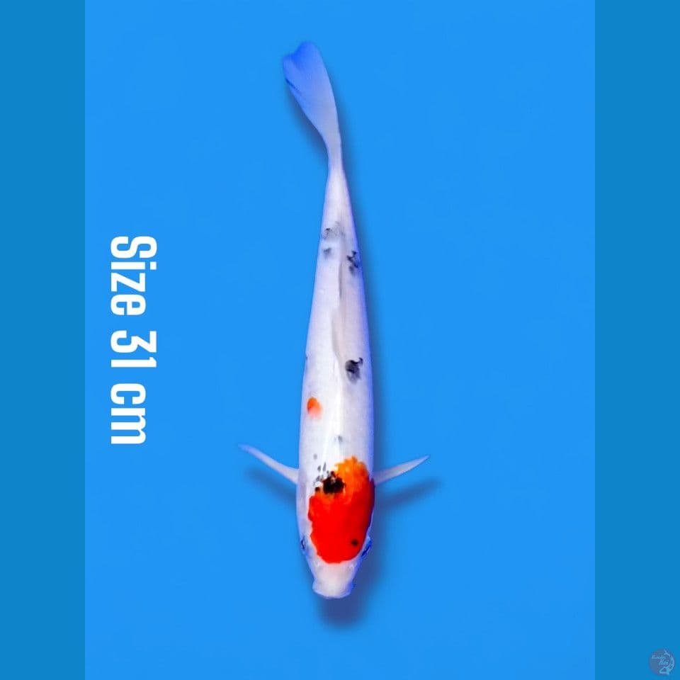 tancho sanke | 31cm