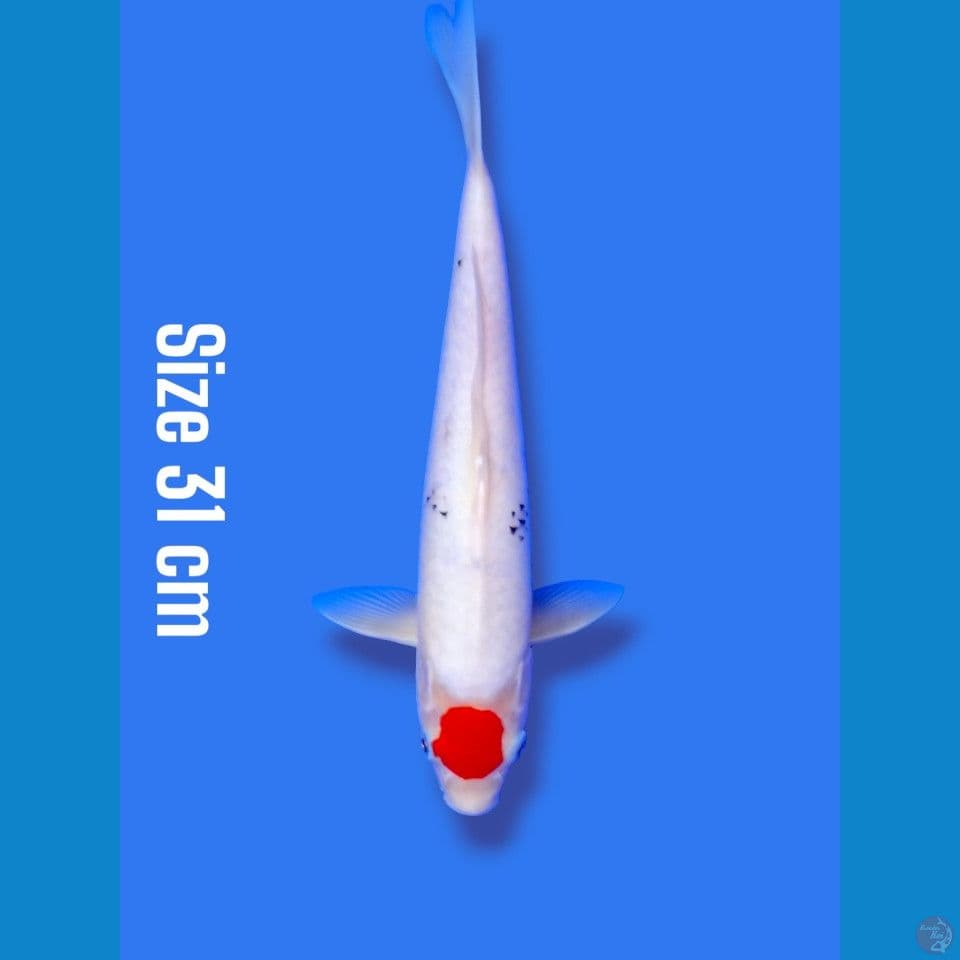 tancho sanke | 31cm