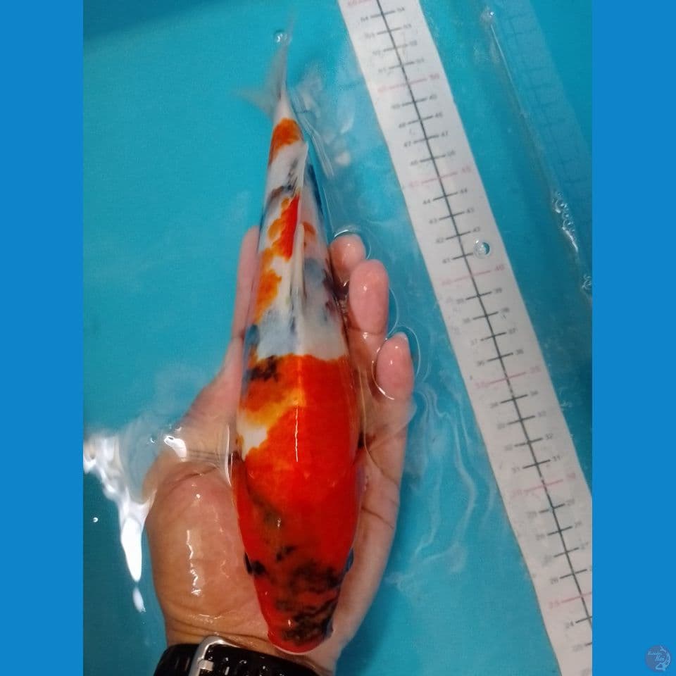 Showa Tategoi F1 Isa