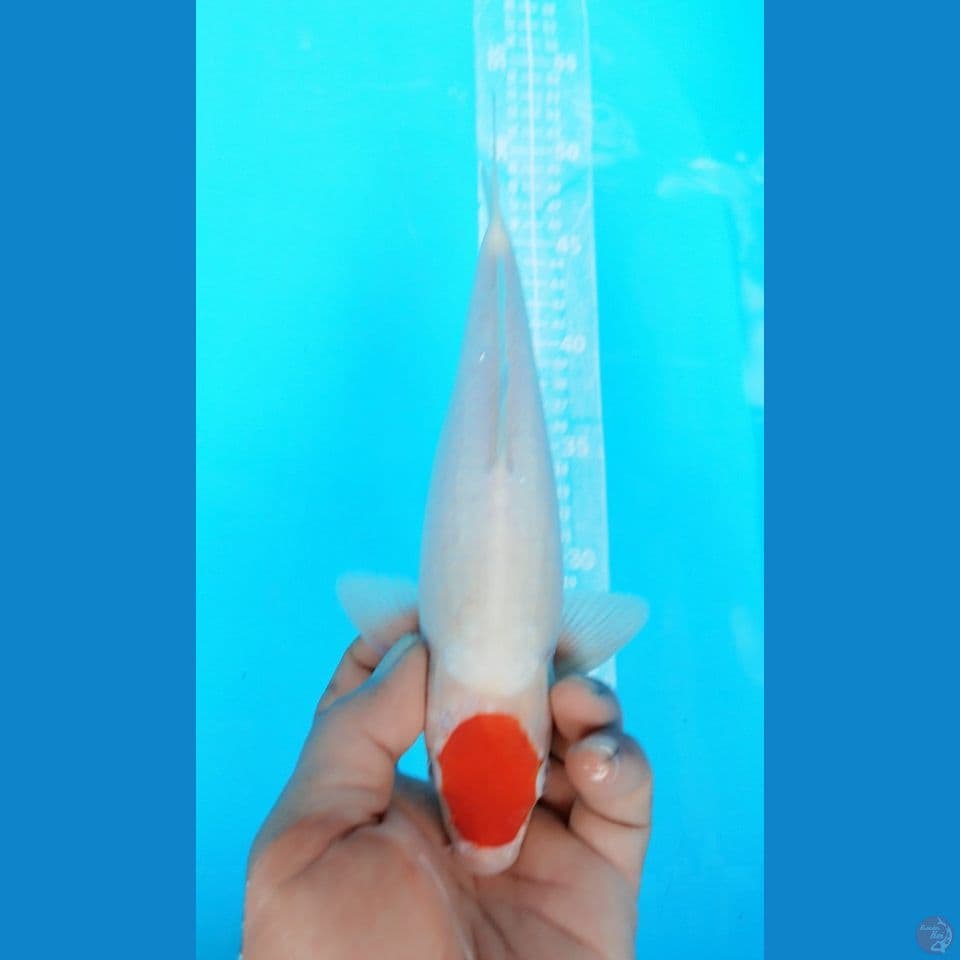 TANCHO KOHAKU 27CM MALE