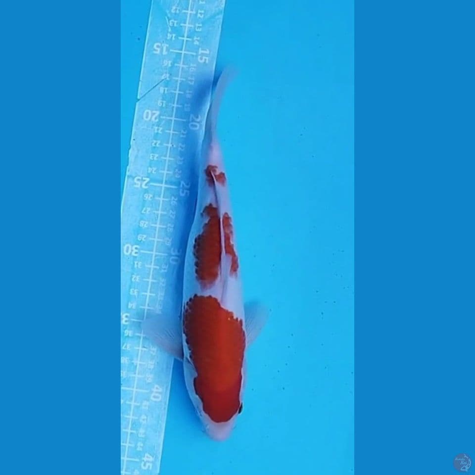 KOHAKU 25CM MALE