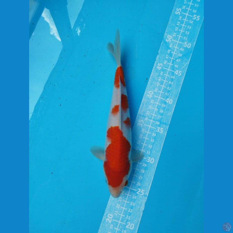 KOHAKU 25CM MALE
