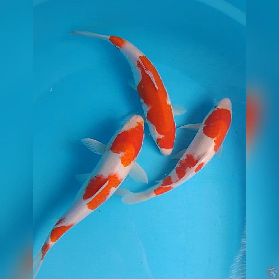 3 e KOHAKU : size . 25 27 cm