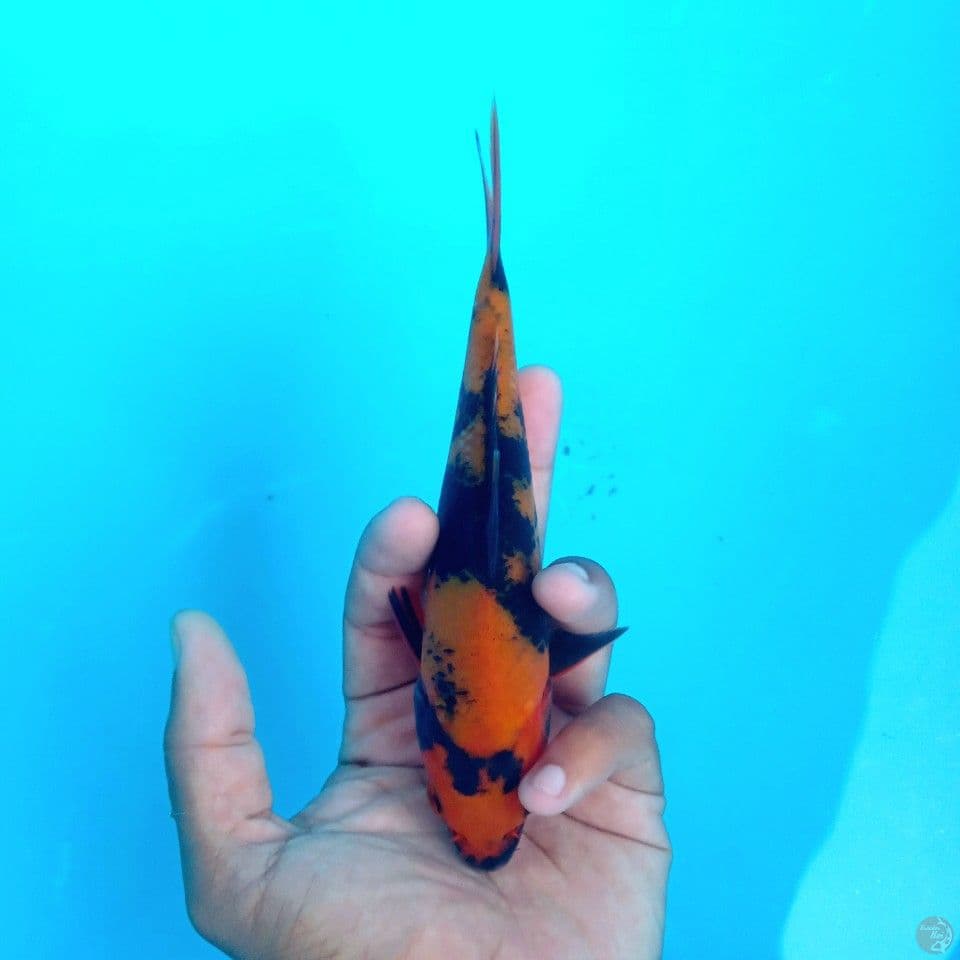 HI UTSURI BERSIH NO MASIR 15CM