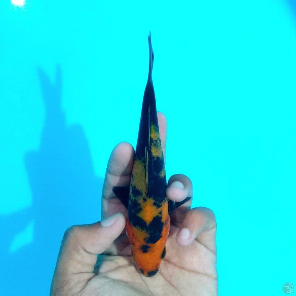 HI UTSURI MINI 15CM