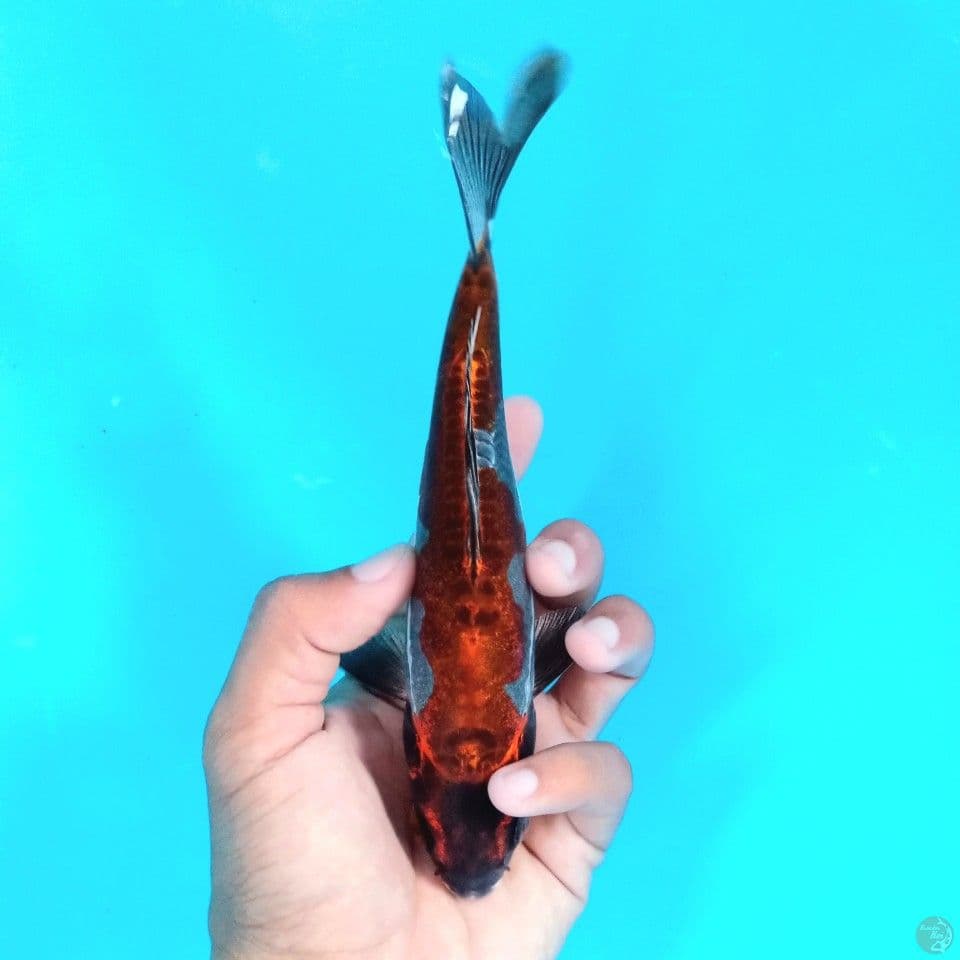 BENI KIKO ULTRAMAN 20CM