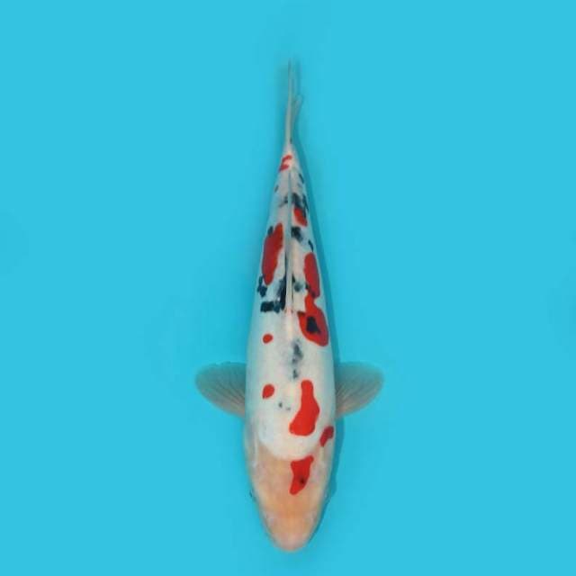DOITSU SANKE 30 CM