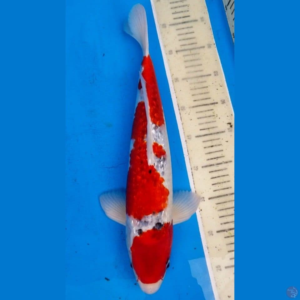 GOSHIKI GINRIN 43 CM MALE