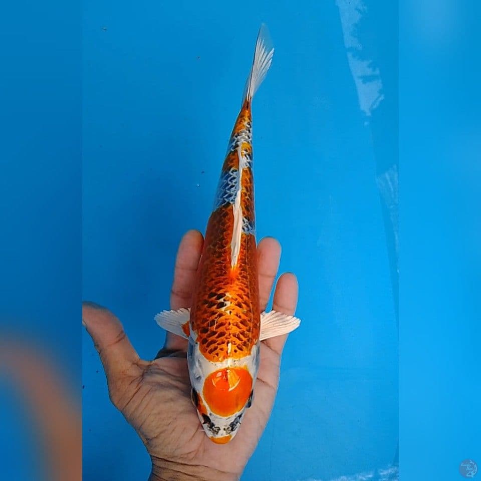 KUJAKU MARUTEN size : 25 cm