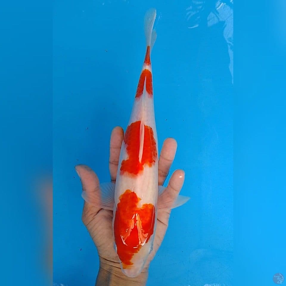 KOHAKU SIZE 29 cm