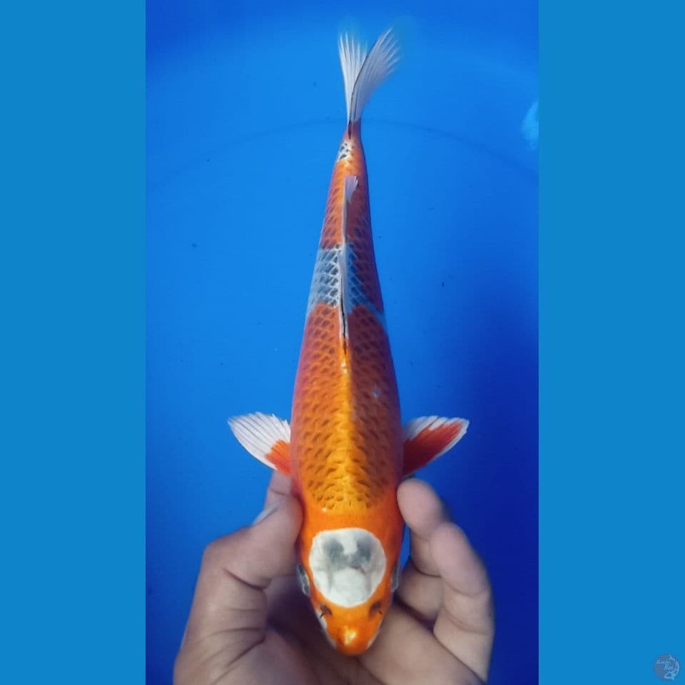 KUJAKU 30CM