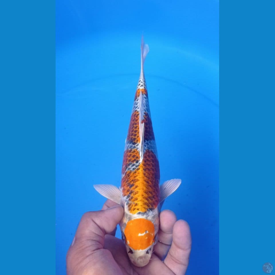 maruten 28cm