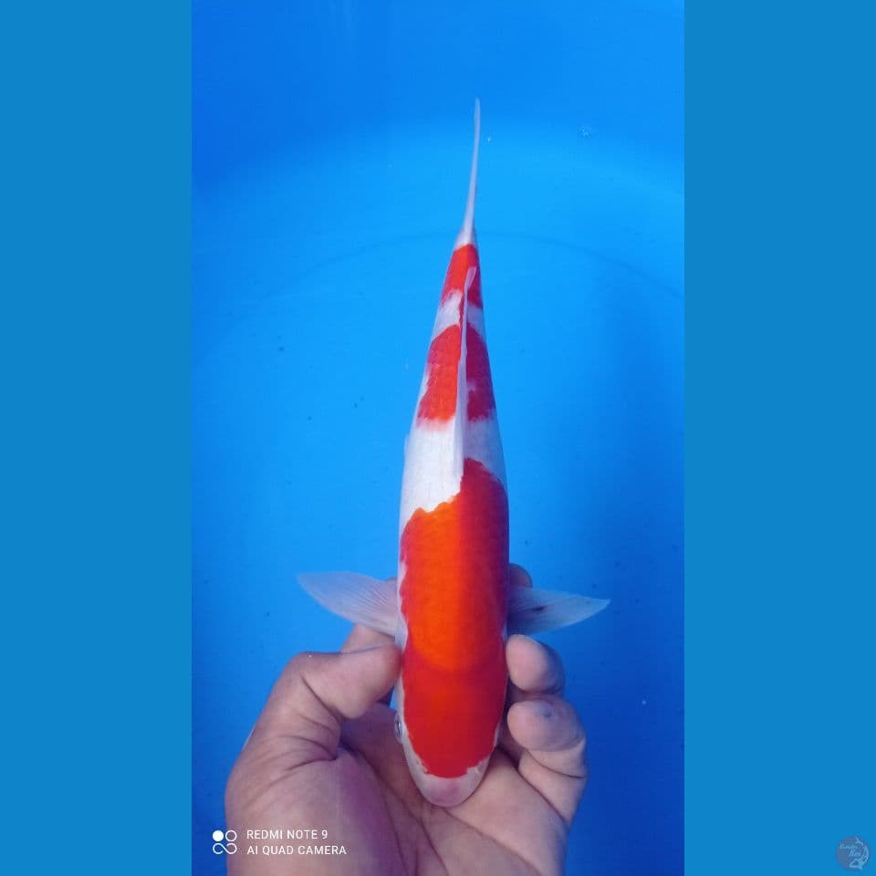 kohaku 30cm
