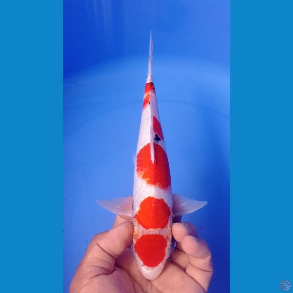 maruten 28cm