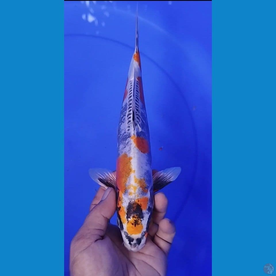 KIKO 32CM MALE