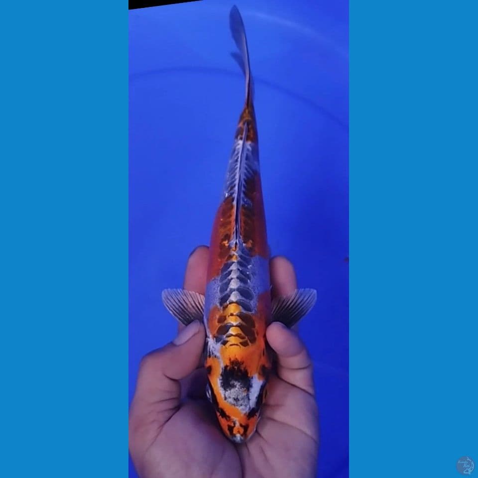 KIKOKURYU 28CM MALE