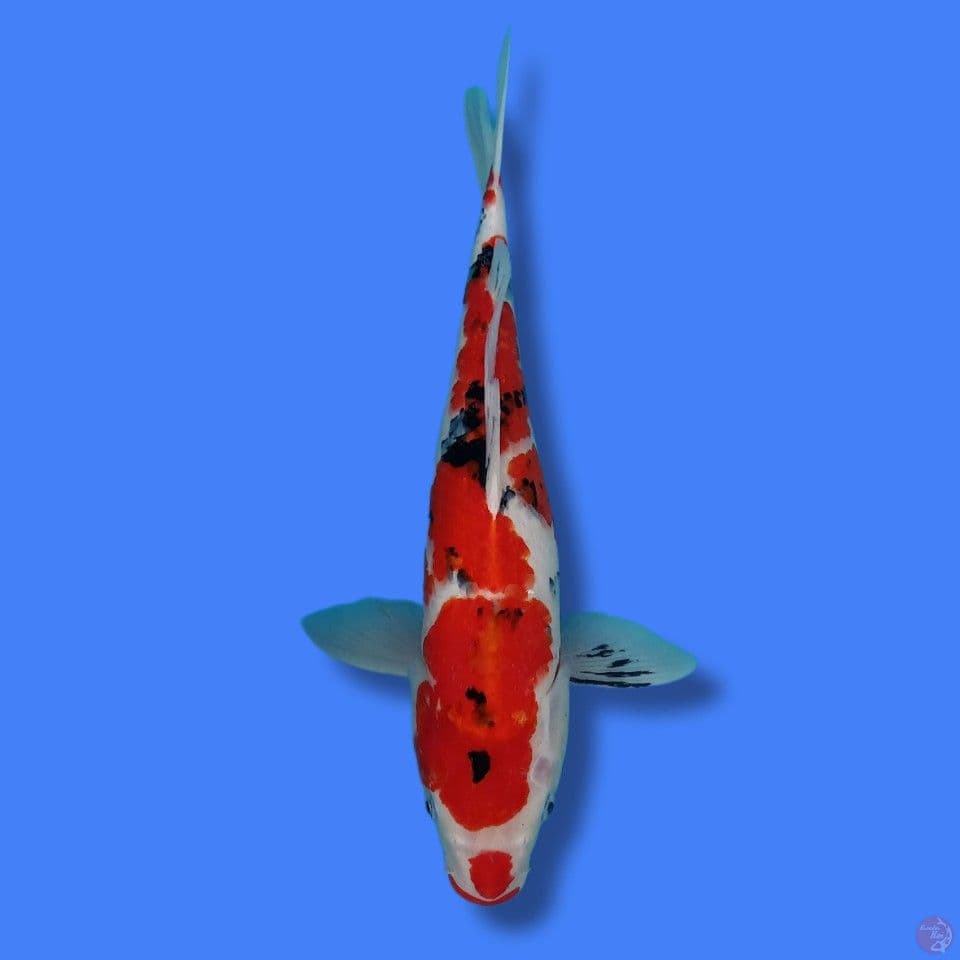 Sanke 43cm