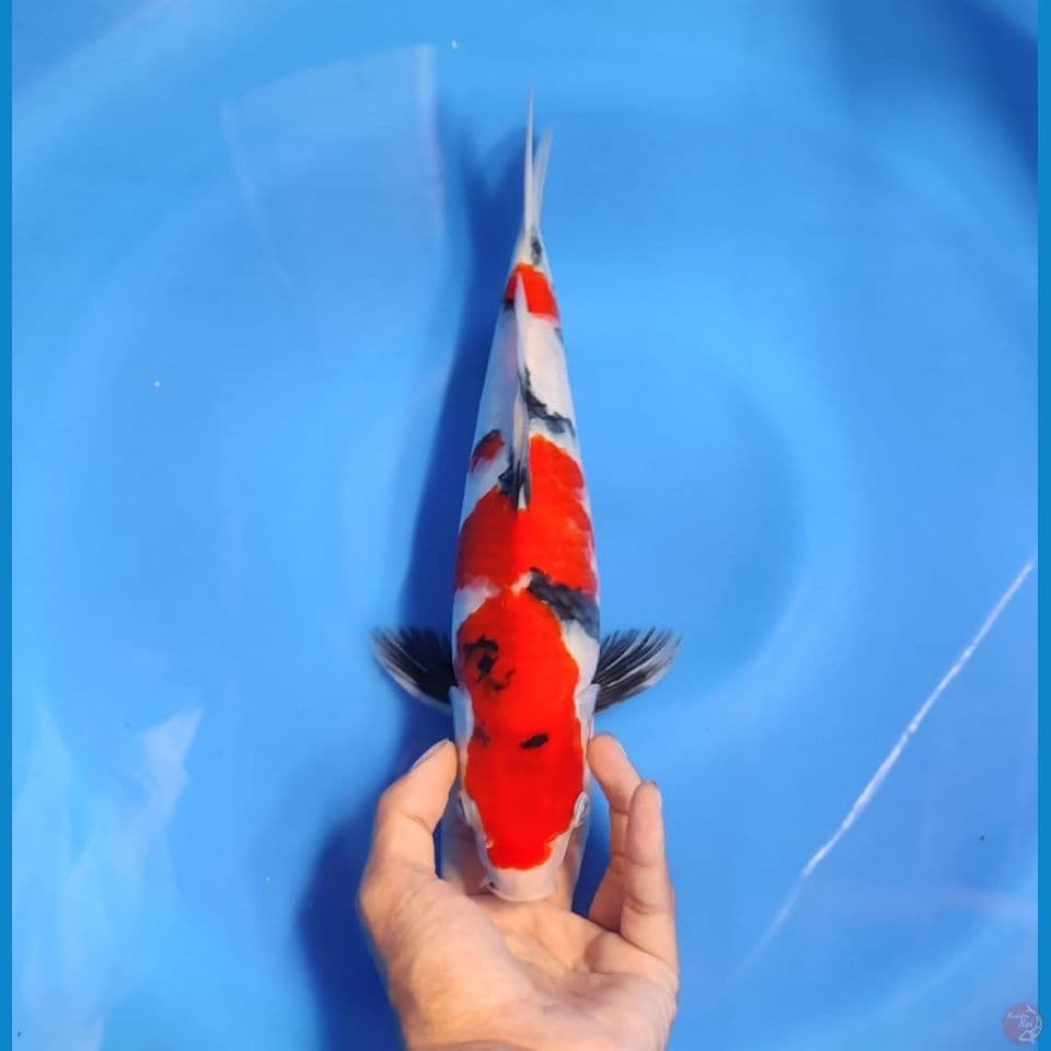 sowa 32cm/male