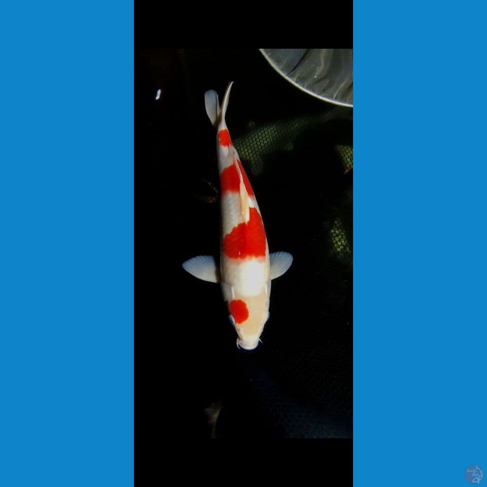 kohaku Hq jantan 35 cm