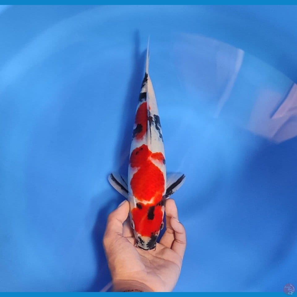 sowa 32cm/male