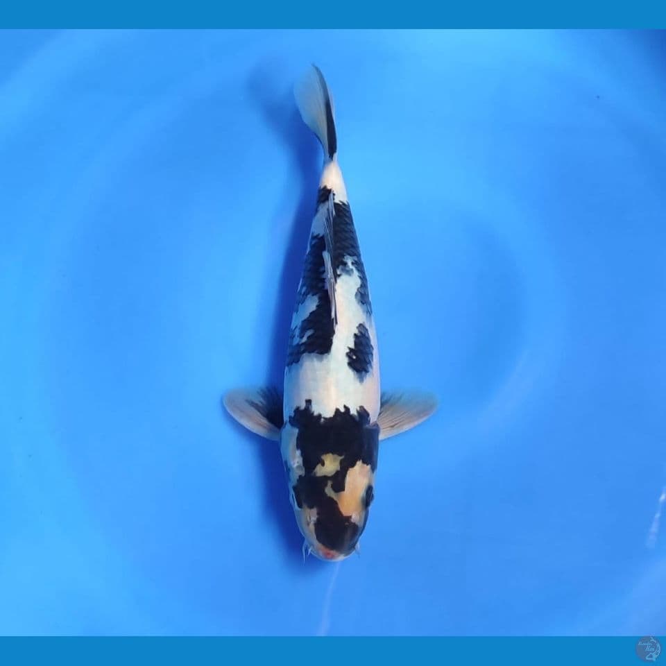 shiro 30cm