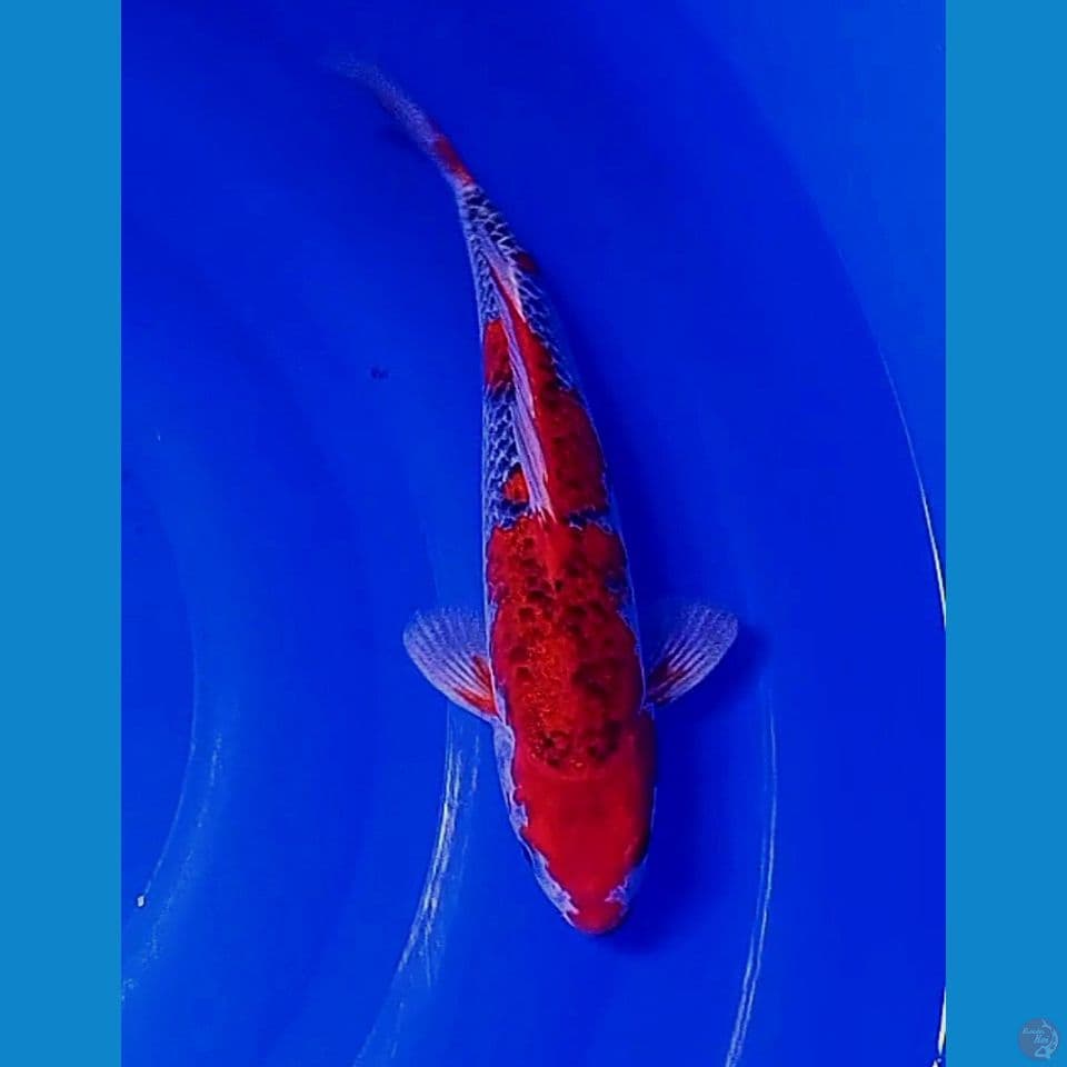 30 cm goshiki red strong