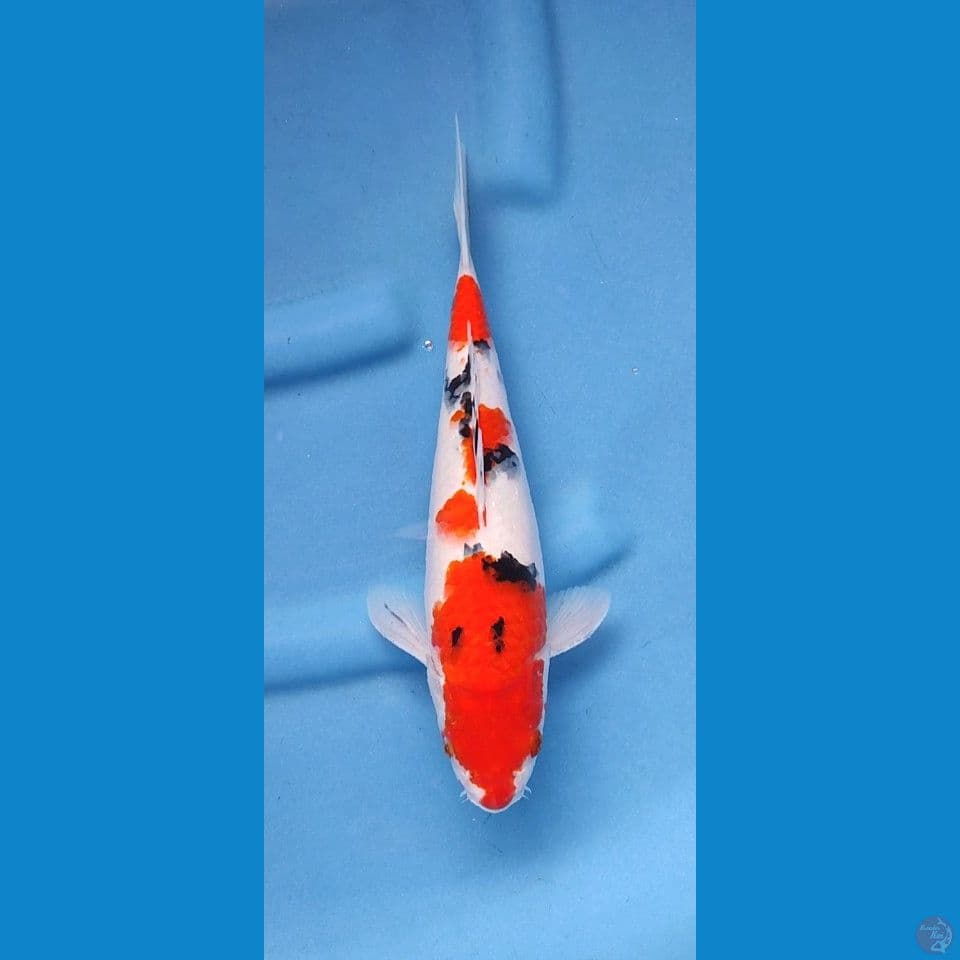 Sanke taiso 30 cm