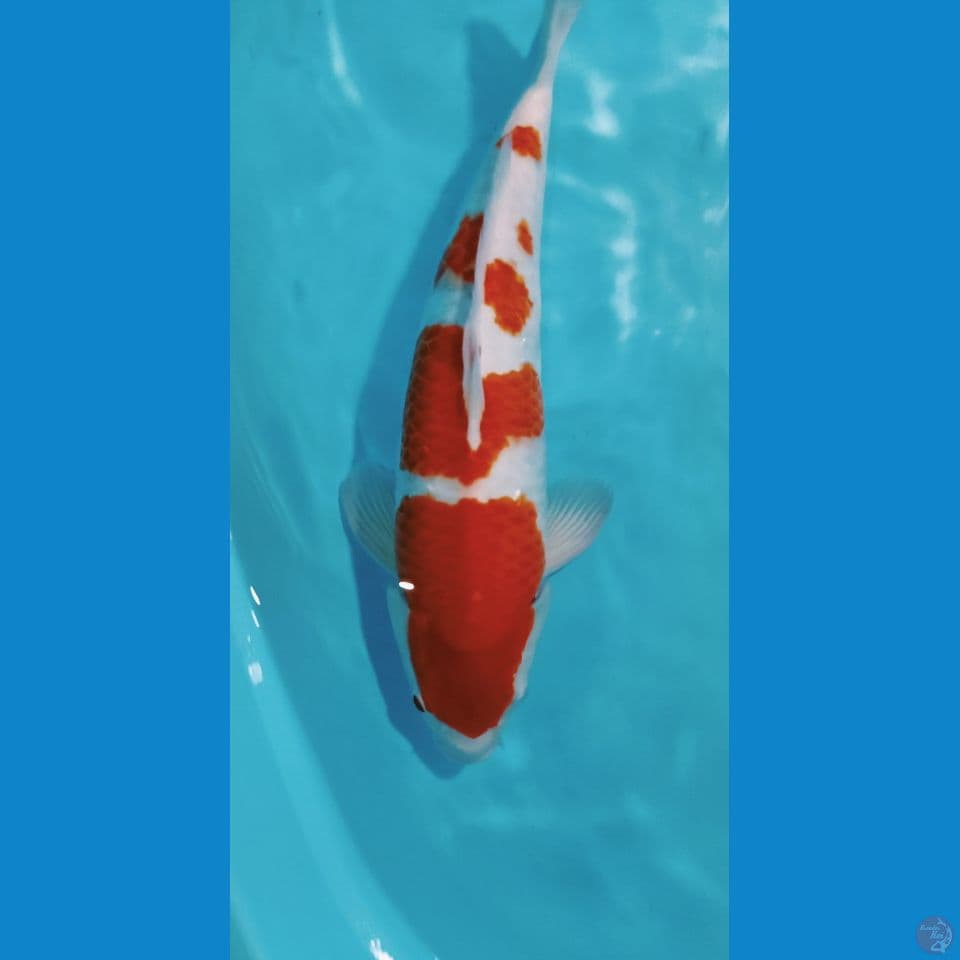 KOHAKU ORIGINAL 44CM MALE