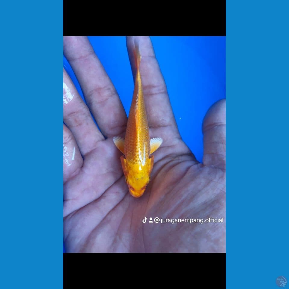 yamabuki ogon 11cm