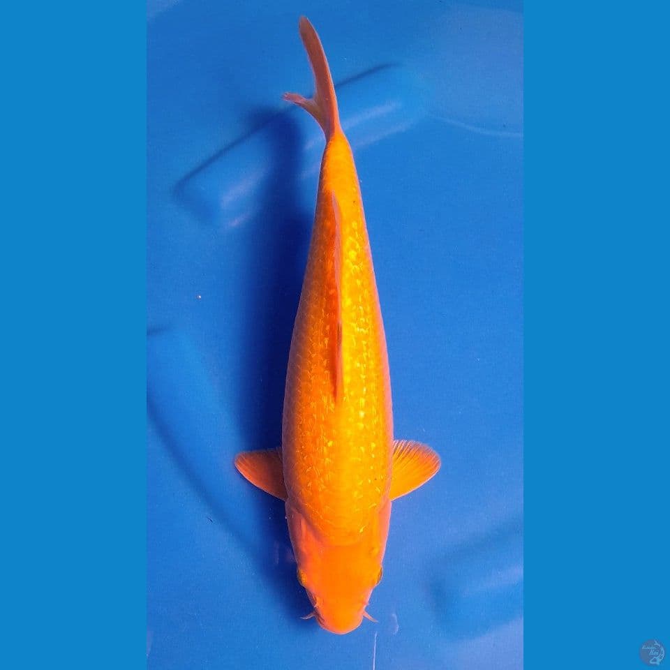35bu mata merah red karashi (male)