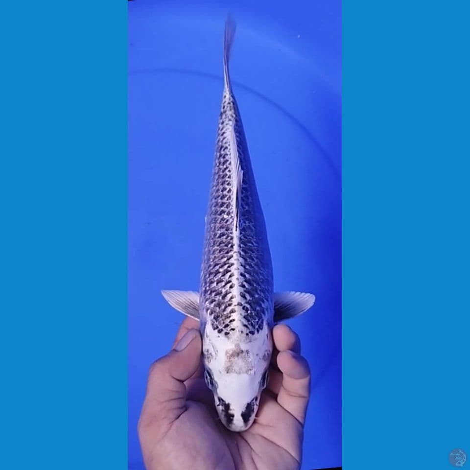 MATSUBA 32CM FEMALE