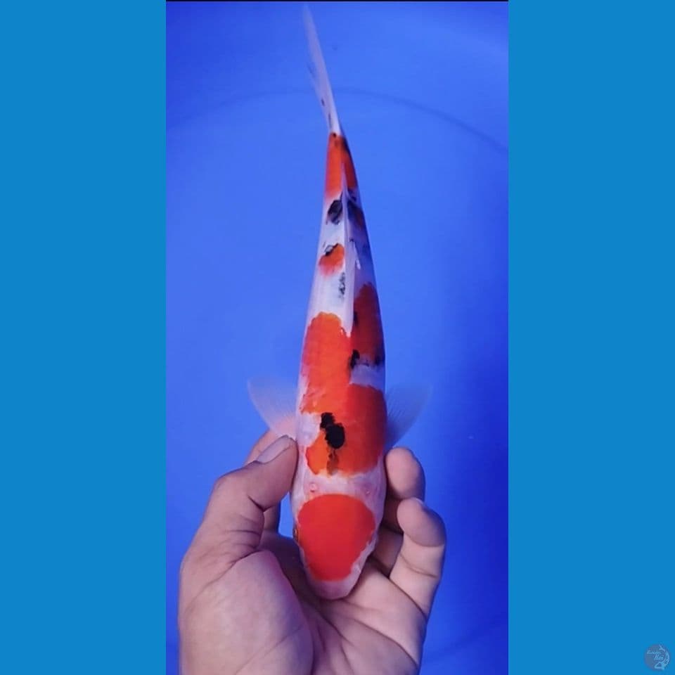 MARUTEN SANKE 30CM MALE