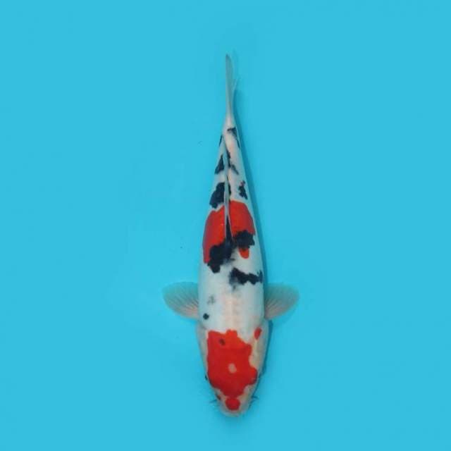 YG_DOITSU SANKE_30 CM