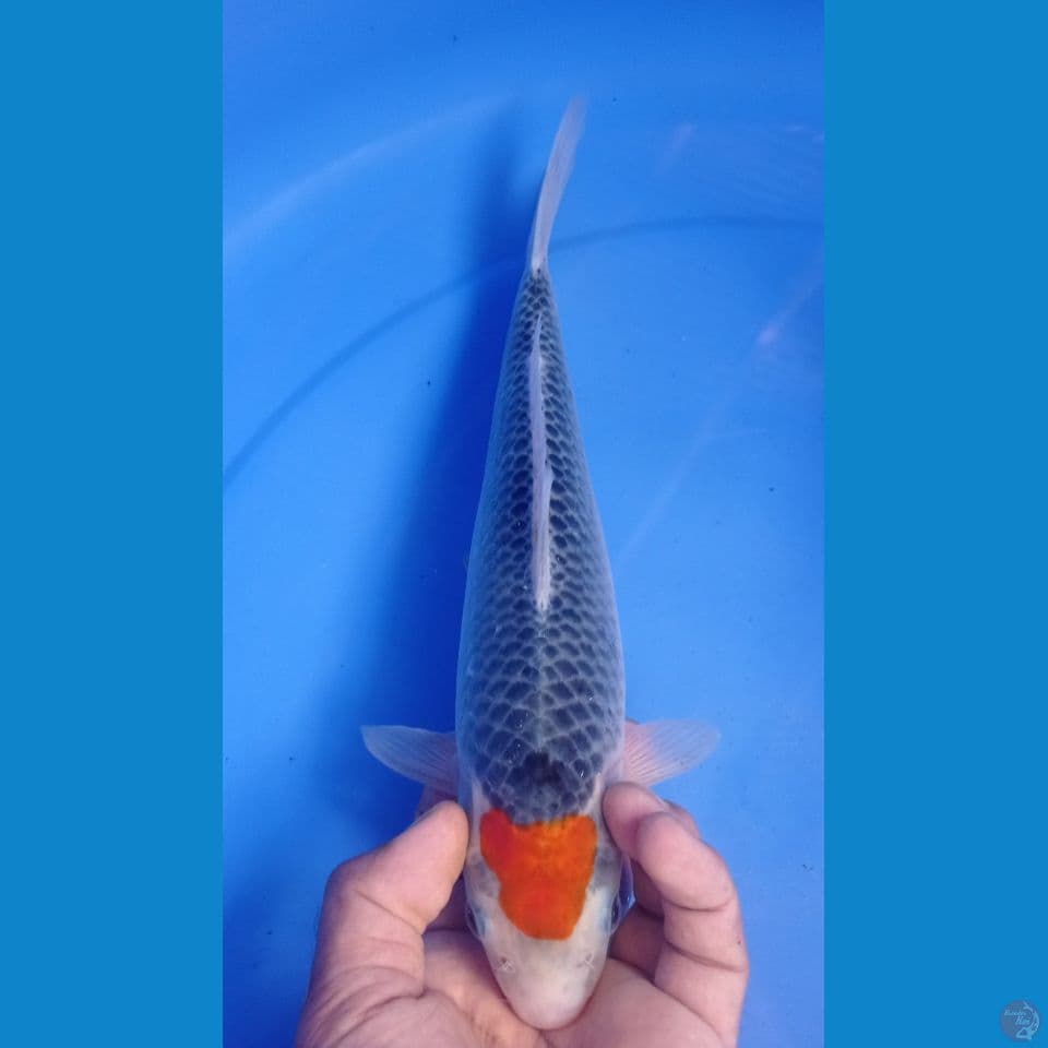 GOSIKI 30CM
