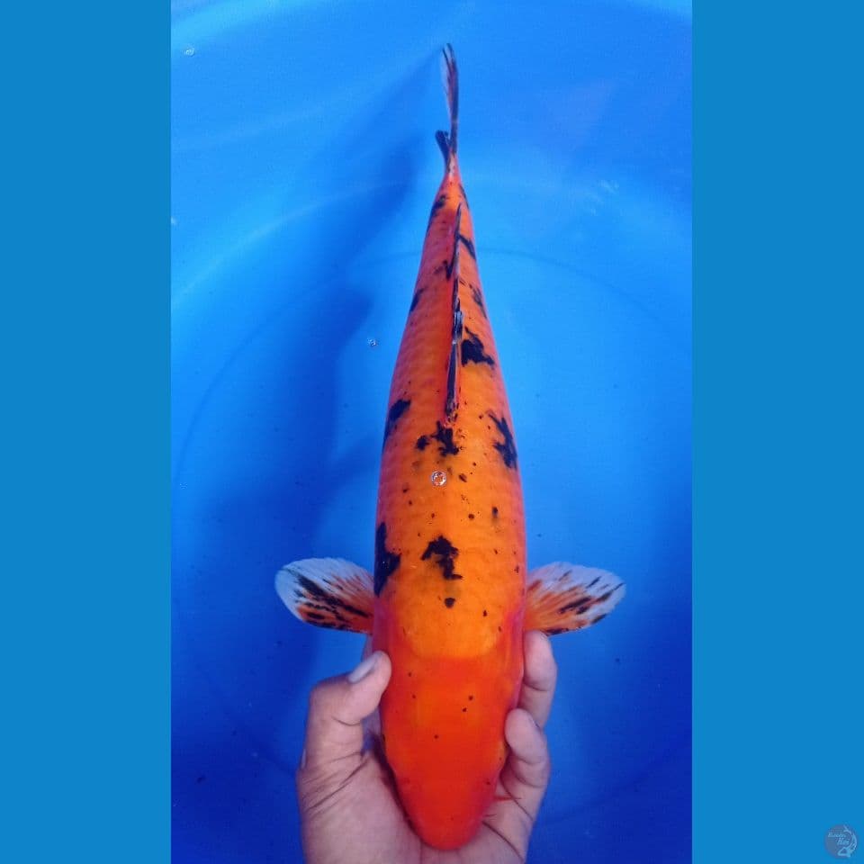 KINDRUWO 48CM