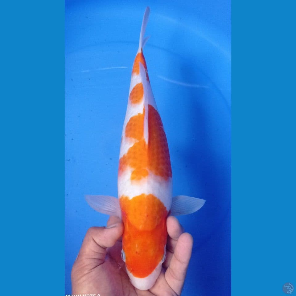 kohaku kuning 36cm